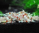 sungrow-shrimp-rocks-calcium-magnesium-r-6.jpg