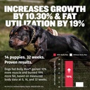 bully-max-3-in-1-liquid-dog-muscle-build-5.jpg