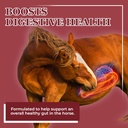 equerrys-better-horse-belly---horse-supp-2.jpg
