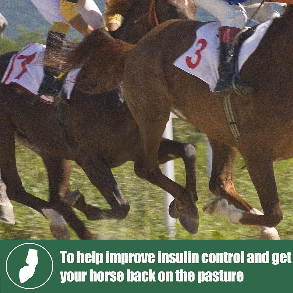 insulin-resistance-supplement-for-horses-5.jpg