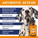 dog-antibiotics-for-infections-allergies-2.jpg