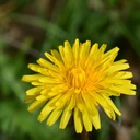 natures-answer-alcohol-free-dandelion-ro-5.jpg