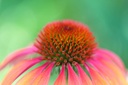 Cedar Bear Echinacea Super Immune Blend a Liquid Herbal Supplement That Boosts Your Immune System to Help Maintain White Blood Cell Activity and Other Immune Functions 1 Fl Oz 3