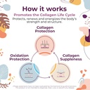 Body Kitchen Youthful Beauty Advanced, Collagen Peptides Powder for Beautiful Hair Skin Nails, Resveratrol and Hyaluronic Acid for Anti-Aging & Antioxidant Support, Grass Fed (Pack of 2) 4