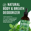 360 Nutrition Chlorophyll Liquid Drops with Peppermint Oil, GF & Vegan Body Internal Deodorant Supplement, Supports Gut Health, Digestion, Energy, Radiant Skin, Fast Absorption (4 Fl Oz (1 Count)) 3
