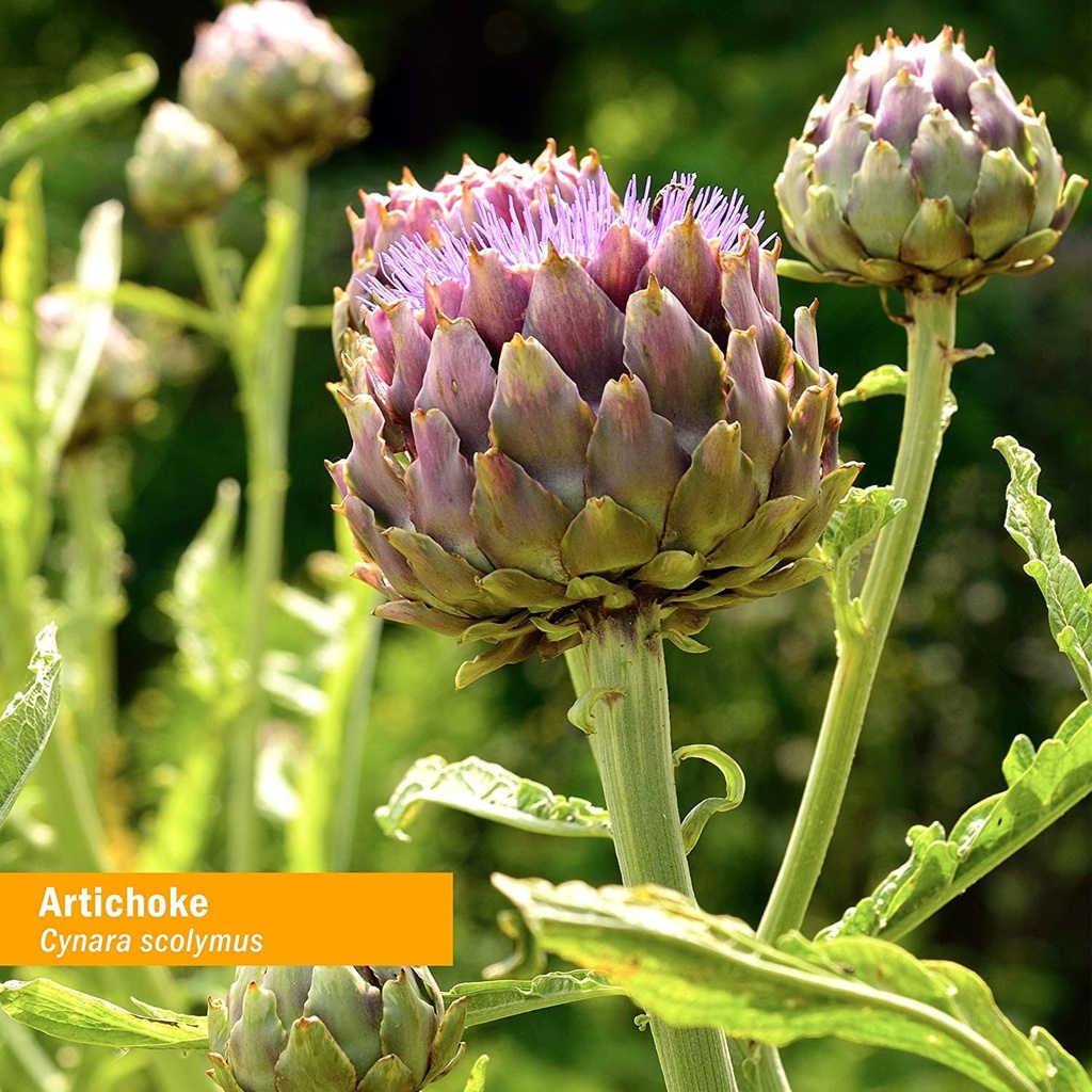 herb-pharm-certified-organic-artichoke-l-3.jpg