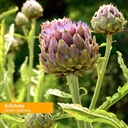 herb-pharm-certified-organic-artichoke-l-3.jpg