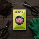 Red color lotus seeds || 11 seeds