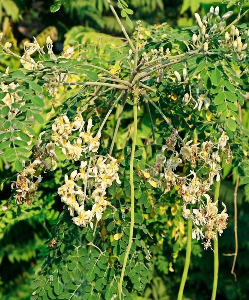 Moringa plant grafted hybrid, Moringa, Drumstick, Sahjan 1 live plant