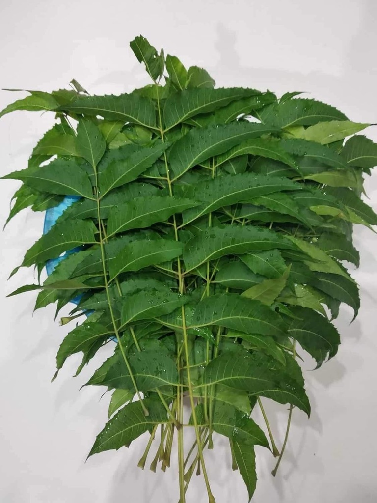 Fresh Neem leaves, 100 gram