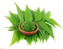 Fresh Neem Leaves – Herbal, Medicinal Plant Leaf (Neem Ka Patta)