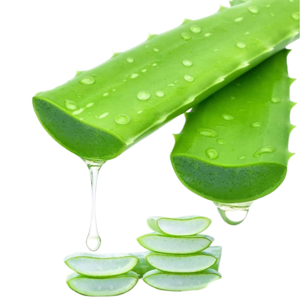 Freshly Harvested Green Organic Aloe Vera Leaf - Fresh Green Aloe Vera Leaf for Natural Wellness, Haircare, and Skincare - Extract Your Own 100% Pure and Chemical-Free Aloe Vera Gel - 1 Leaf