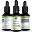 Olive Leaf Extract Liquid Tincture - Organic - Alcohol Free Dietary Supplement - Extra Strength - Cardiovascular and Overall Health Support - Vegan - 1 oz by Ziggy Health
