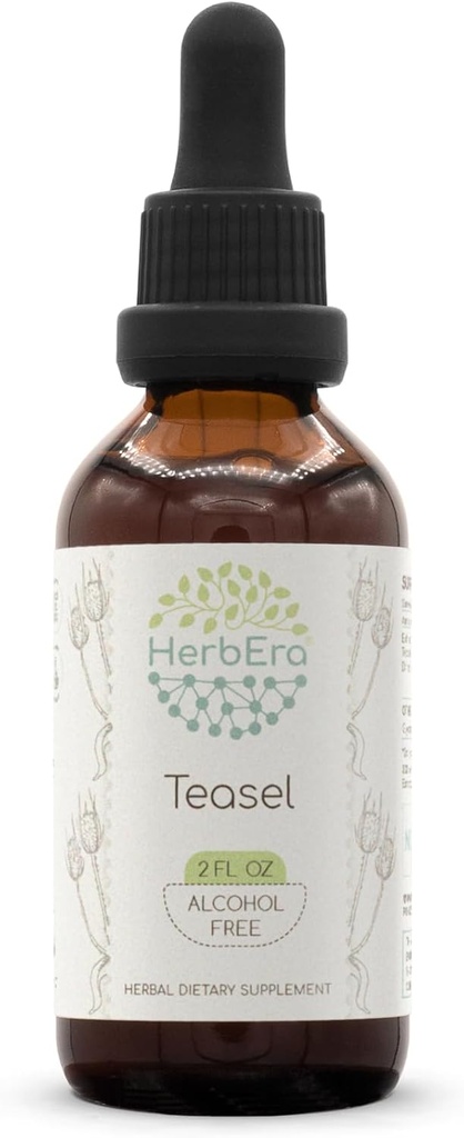 HerbEra Teasel B60 Alcohol-Free Herbal Extract Tincture, Concentrated Liquid Drops Natural Teasel (Dipsacus fullonum, Dipsacus sylvestris) 2 fl oz