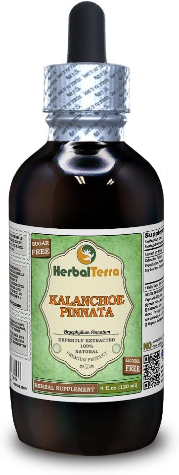 Kalanchoe Pinnata (Bryophyllum Pinnatum) Glycerite, Dried Leaves and Stems Alcohol-Free Liquid Extract (Brand Name: HerbalTerra, Proudly Made in USA) 4 fl.oz (120 ml)