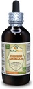 Angelica Chinese (Angelica Sinensis) Tincture, Organic Dried Root Liquid Extract (Brand Name: HerbalTerra, Proudly Made in USA) 4 fl.oz (120 ml)