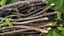 GILOY/GILOE/GUDUCHI/GILOY (PACK OF 10) / ????? / GILOY STICK BY SWASTIK RYNOK