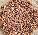 Neem Seeds (Nimboli), Azadirachta indica, Natural Ayurvedic Herb, for Skin, Hair, Blood Purification and Immunity (50 g)