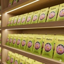 Red color lotus seeds || 12 seeds