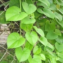 Fresh Giloy Leaves | Heart-leaved moonseed | Fresh Giloy Leaf - 31 Leaves