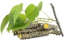 KD Giloy Natural Guruch Gulvel Guduchi Fresh Plant Stems Sticks Giloya Bel (7-inch) Set of 10