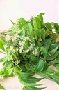 Fresh Neem Flower, 100 Gram