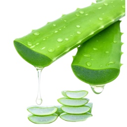 Freshly Harvested Green Organic Aloe Vera Leaf - Fresh Green Aloe Vera Leaf for Natural Wellness, Haircare, and Skincare - Extract Your Own 100% Pure and Chemical-Free Aloe Vera Gel - 1 Leaf